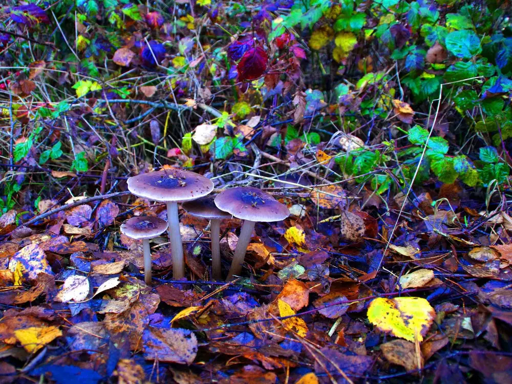 Magic Mushrooms and Mental Health: A Deep Dive into Recent Studies