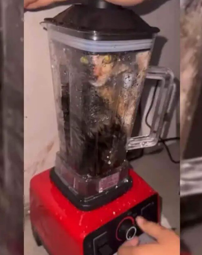 Viral Twitter Cat In Blender Video Outrage: Heartbreaking Act Of Animal Cruelty 
